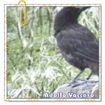 Recomendado: El equilibrista