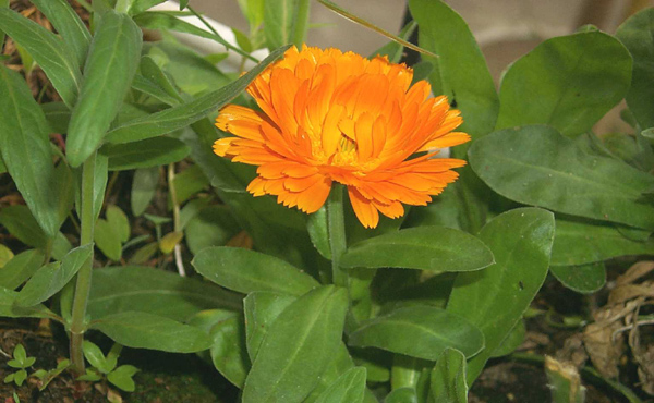 Amor-de-caléndula Amor-de-caléndula