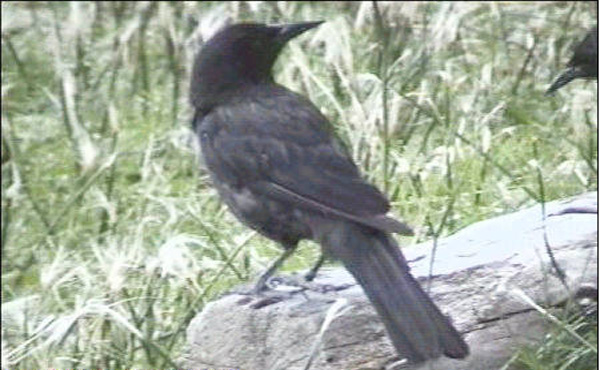 El-equilibrista El-equilibrista