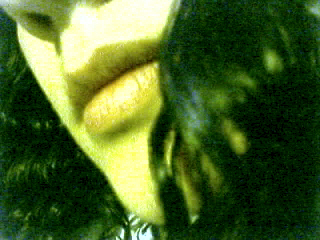 Embriaguez Embriaguez