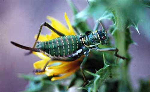 Trovador-sin-melodía Trovador-sin-melodía