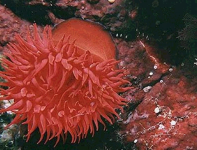 Definitivamente Definitivamente