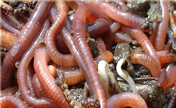 Miserias Miserias